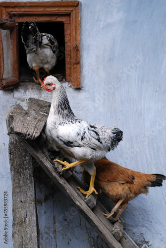 Chickens climbing in coop