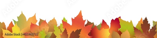 fall maple leaves colored