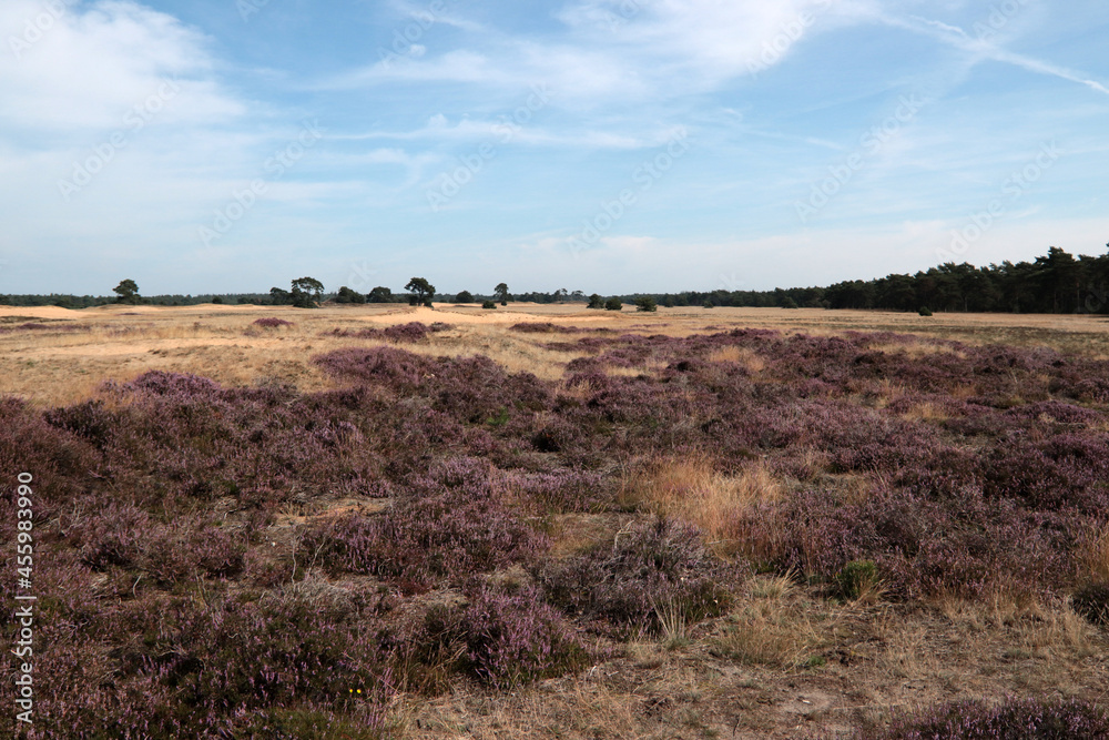 Blooming heather field in National Park of the Netherlands. Beautiful purple carpet of heather flowers, dry grass, dramatic sky with clouds.  