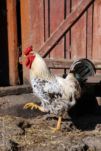 Rooster going to hen-coop