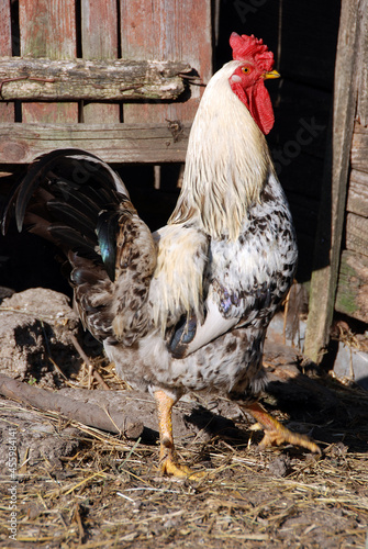 Rooster walks on the farmyard