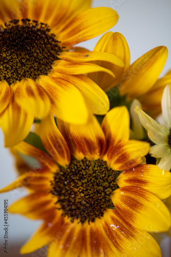 Different tyoes of sunflower in a mason jar