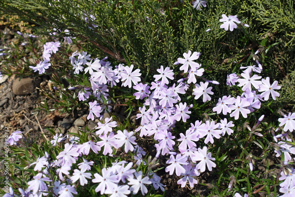 Multiple violet flowers of phlox subulata in mid April