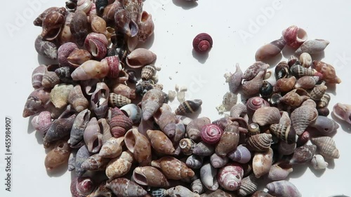 pick up seashells with a spoon. pick up seashells with a spoon as food.