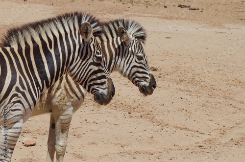 Two zebra standing next to each other on a brown background.