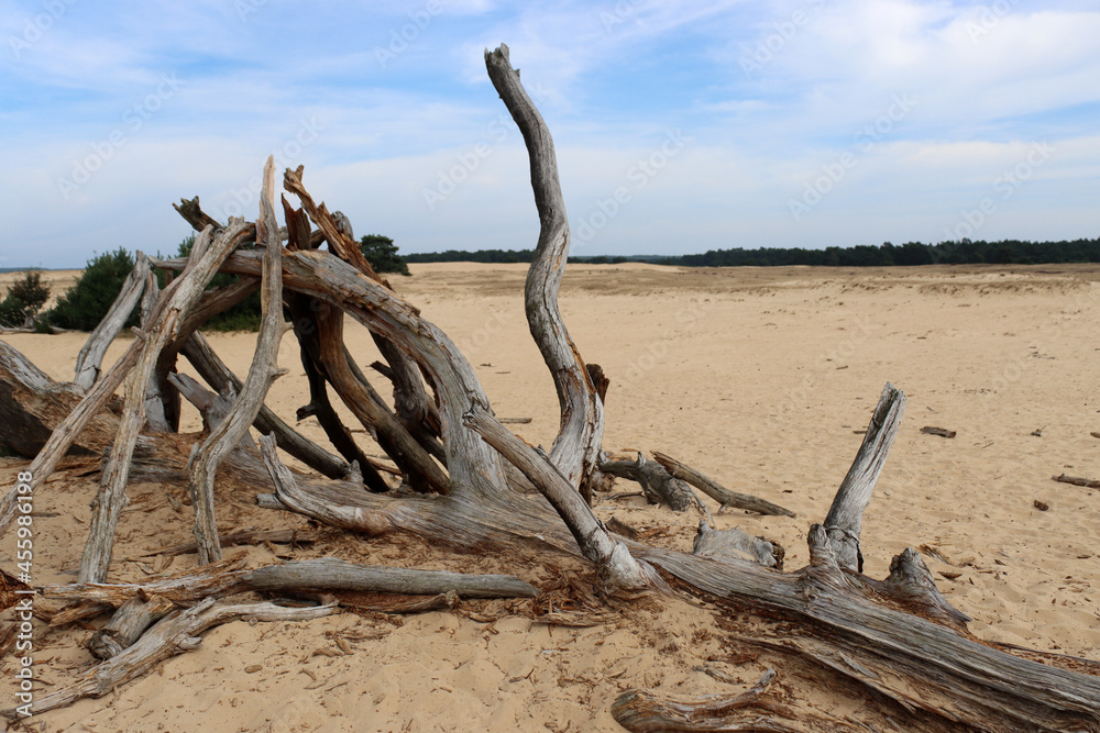 Beautiful dry tree on white sand. Blue cloudy sky, no people. Dunes of the Netherlands. Beautiful dry tree on white sand. Blue cloudy sky, no people. Dunes of the Netherlands.