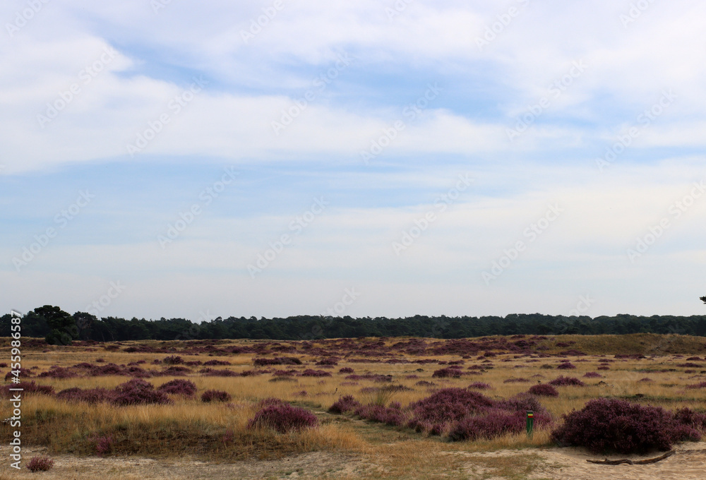 Obraz premium Blooming heather field in National Park of the Netherlands. Beautiful purple carpet of heather flowers, dry grass, dramatic sky with clouds. 