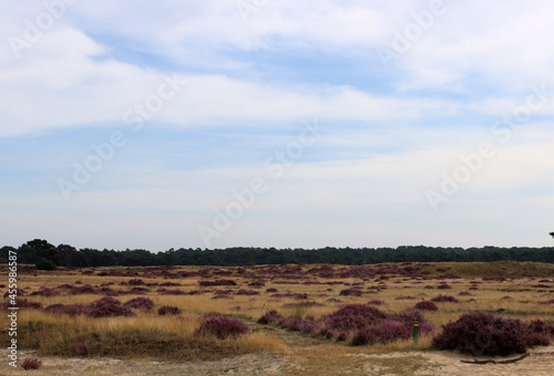 Blooming heather field in National Park of the Netherlands. Beautiful purple carpet of heather flowers, dry grass, dramatic sky with clouds. 