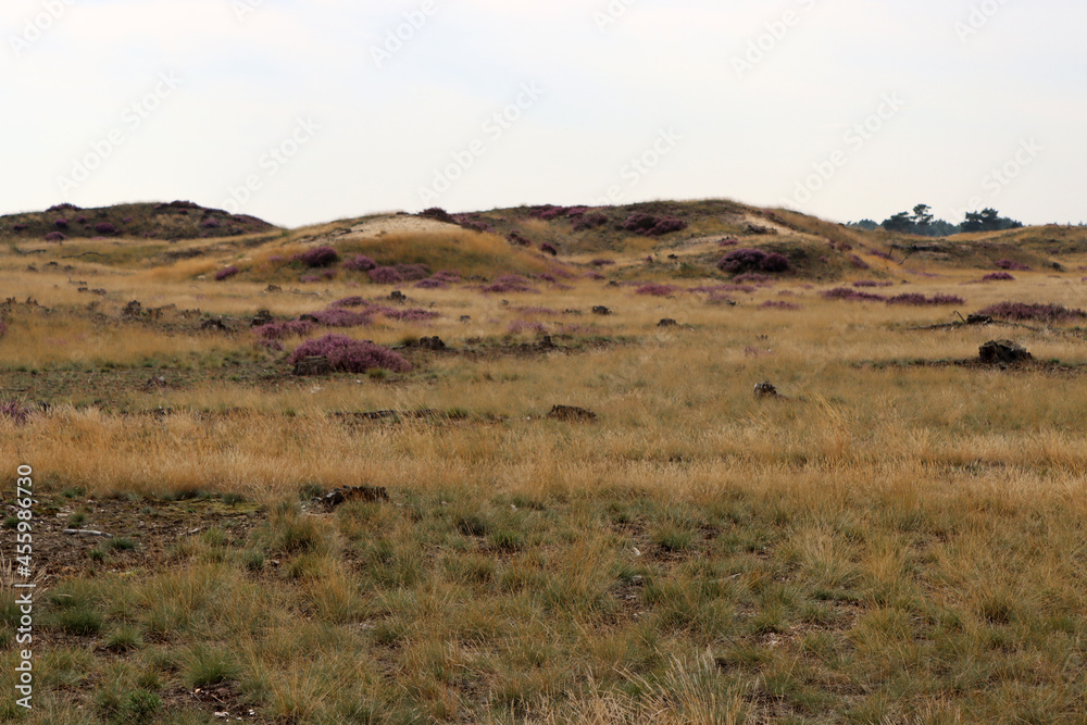 Naklejka premium Blue sky with beautiful clouds, dry glass, purple bushes, trees on horizon. European landscape photo.