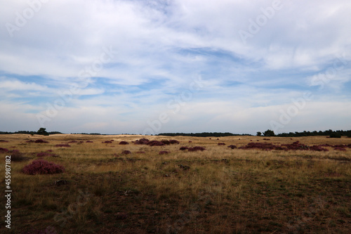 Beautiful landscape of the Netherlands. Dramatic sky, purple heather flowers, dry grass. 