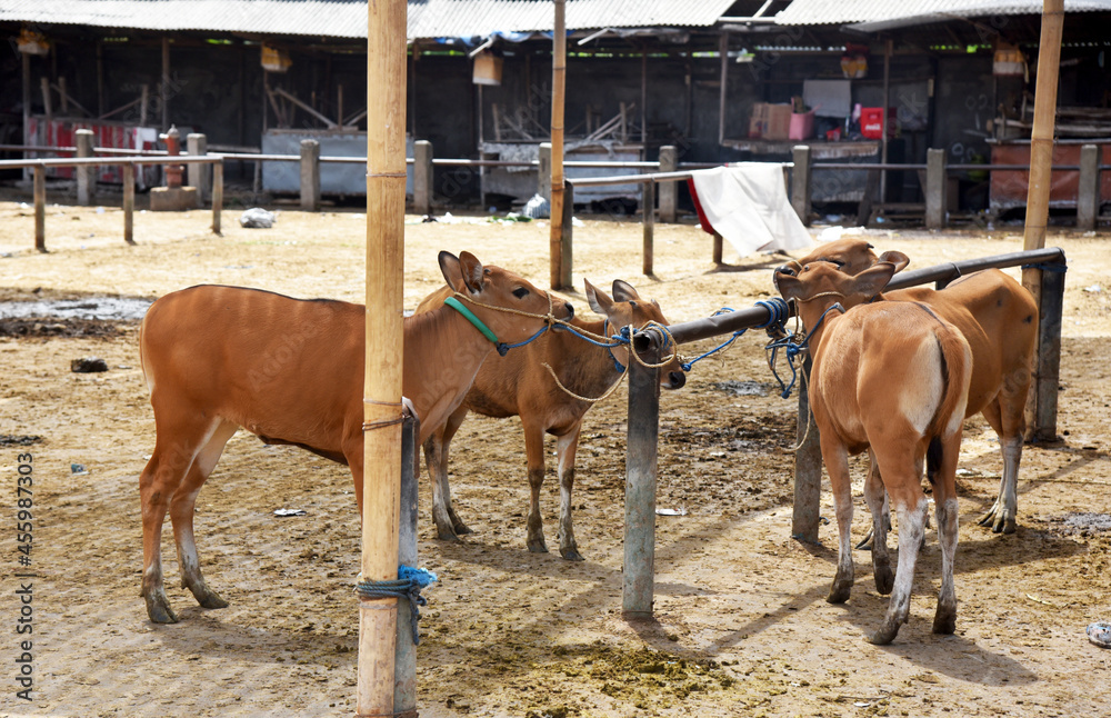 Cows in black and brown color ready to sell on the market Cows in black and brown color ready to sell on the market