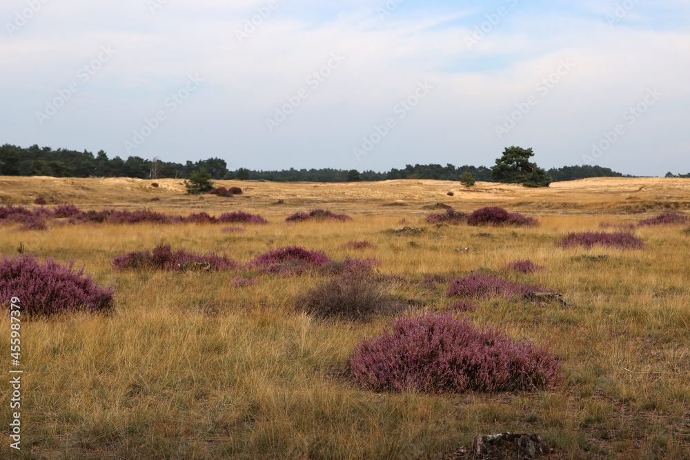 Dutch landscape photo. Purple flowers of heather, dry yellow grass, cloudy sky. 