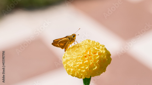 A beautiful skipper butterfly (lesser dart) found sitting on a marigold flower. captured with incredible details. photo
