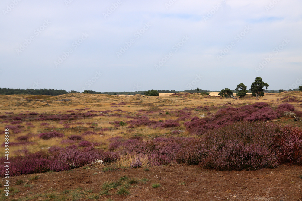 Naklejka premium Blue sky with beautiful clouds, dry glass, purple bushes, trees on horizon. European landscape photo. 