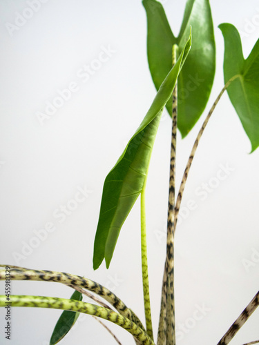 Closeup of unfurling leaf on Alocasia zebrina Tiger  houseplant with black and white striped stems and large and textured  dark green  arrow shaped leaves. Isolated on white background  text space.