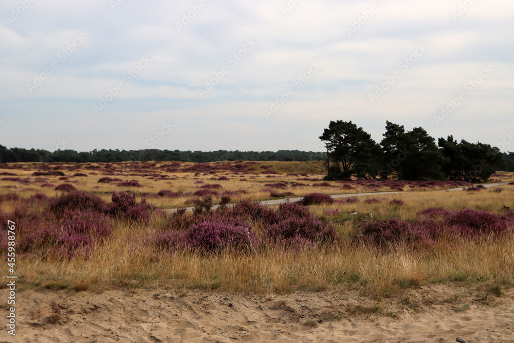 Beautiful landscape of the Netherlands. Dramatic sky, purple heather flowers, dry grass. 