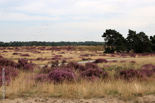Fototapeta Naklejka Na Ścianę i Meble -  Beautiful landscape of the Netherlands. Dramatic sky, purple heather flowers, dry grass. 