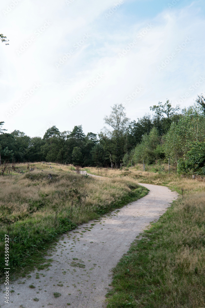 Empty countryside road. European nature. Summer landscape of the Netherlands. 