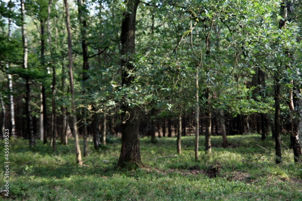 Fototapeta premium Summer forest. Green grass, big trees. European forest. 