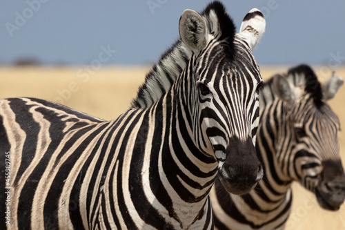 Zebras in Namibia