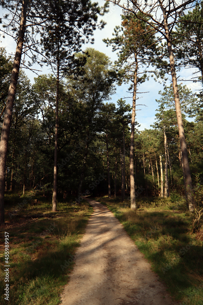 Fototapeta premium Empty path in the woods. Beautiful forest trees. Nature of Europe. 