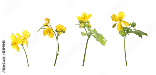 Celandine plants with yellow flowers and green leaves on white background, collage. Banner design