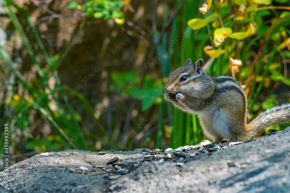 close up, a striped gray Siberian chipmunk holds a sunflower seed with its paws and nibbles in its mouth, sitting on a stone in the forest against the background of green grass close up, a striped gray Siberian chipmunk holds a sunflower seed with its paws and nibbles in its mouth, sitting on a stone in the forest against the background of green grass