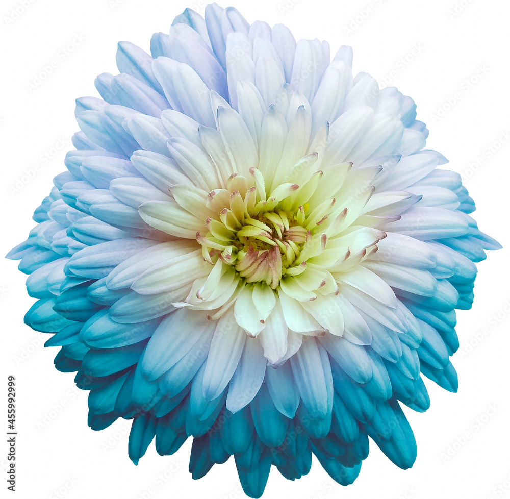 Light blue  chrysanthemum.  .  Flower on white  isolated background with clipping path.  For design.  Closeup.  Nature.