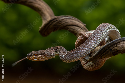 A venomous snake as a natural predator ready to strike their prey.