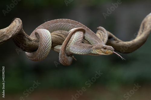 A venomous snake as a natural predator ready to strike their prey.