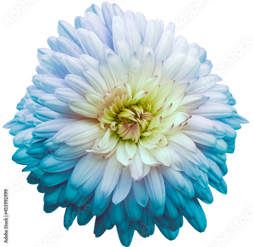 Fototapeta Naklejka Na Ścianę i Meble -  Light blue  chrysanthemum.  .  Flower on white  isolated background with clipping path.  For design.  Closeup.  Nature.