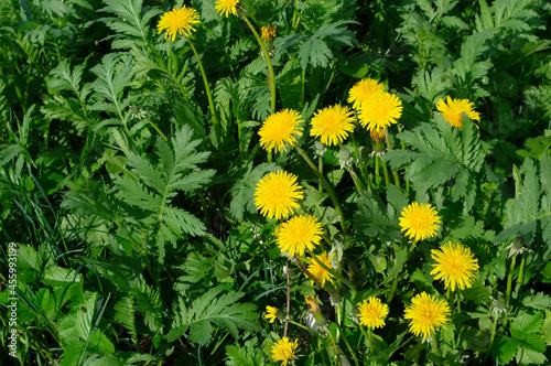close-up - blooming bright yellow dandelions among green grass