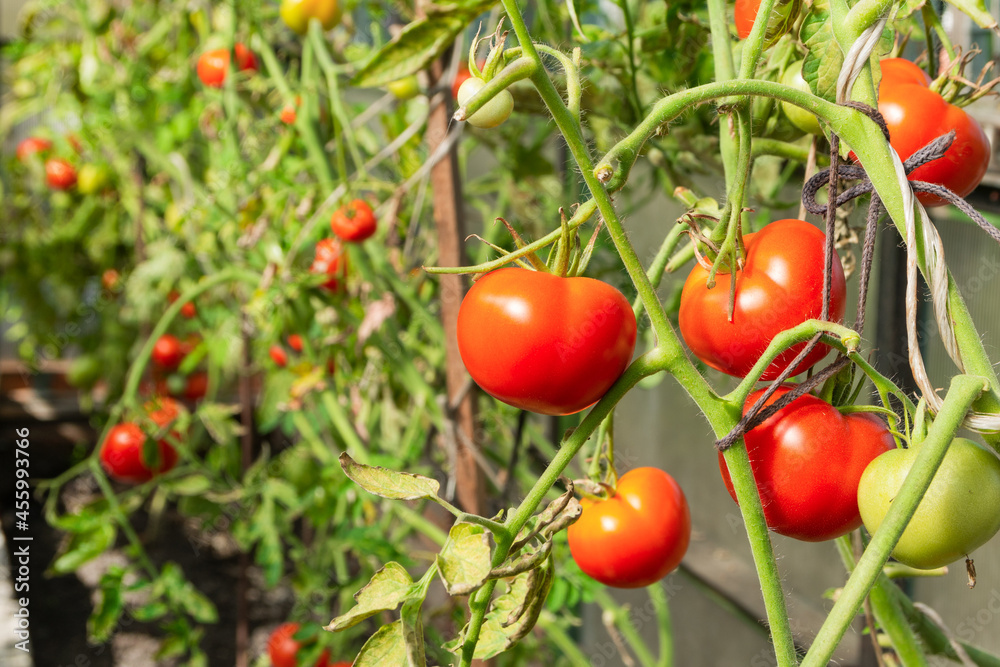 Ripe red tomatoes hang from bushes in a greenhouse