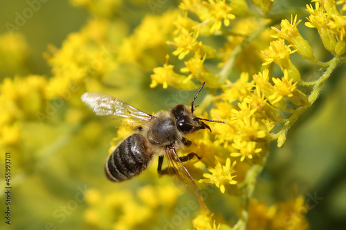Honey bee on fall flower golden rod working to collect nectar and pollen