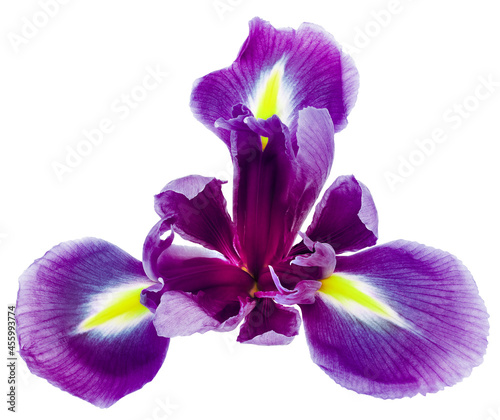 Purple iris   flower  on white isolated background with clipping path. Closeup. For design. Nature.
