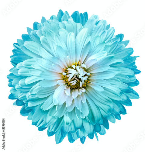 Turquoise chrysanthemum flower on white isolated background. Closeup. For design. Nature.