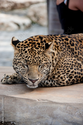 a large leopard is sleeping