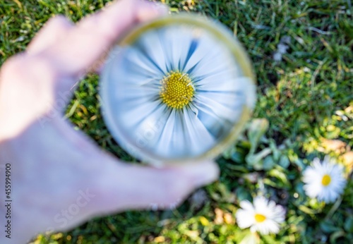 Wallpaper Mural Daisy flower using crystal ball Torontodigital.ca