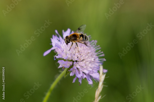 Purple flower with bee in the forest © 3441