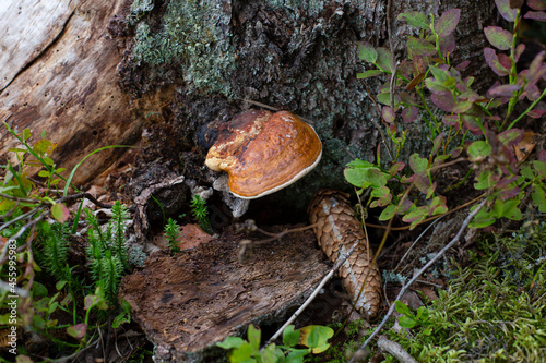 Old pine tree with peeling bark and a mushroom growing on it Fomitopsis pinicola photo