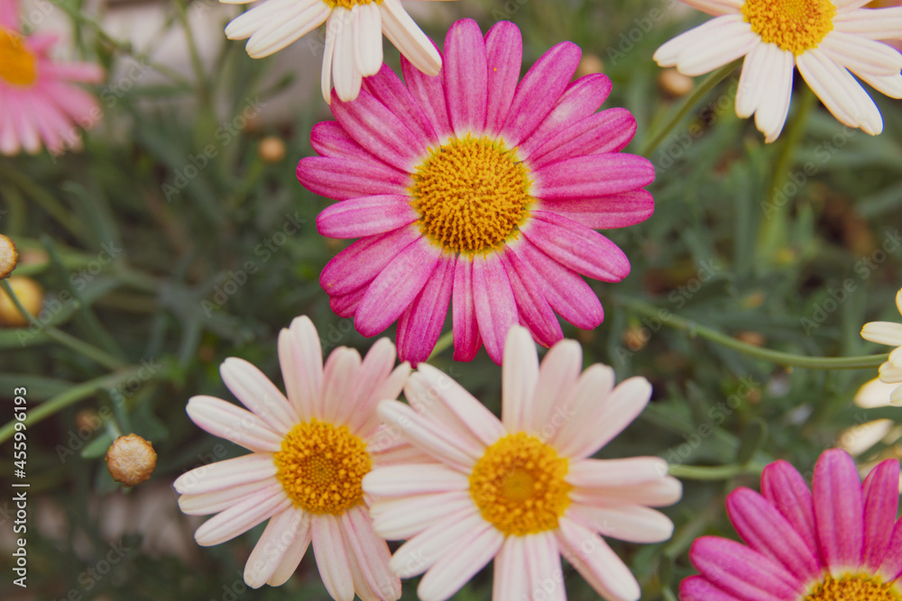 マーガレットの花畑 背景イメージ マーガレットの花畑 背景イメージ