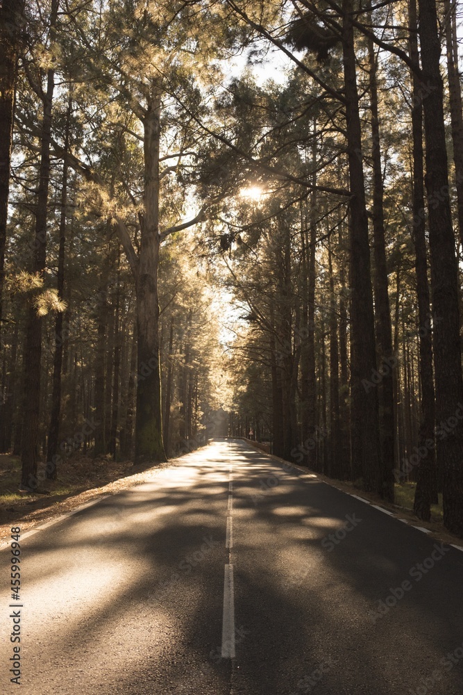 Silhouette of empty tranquil road passing passing through forest full of beautiful trees. Road amidst scenic forest full of tall trees with sun shining through branches