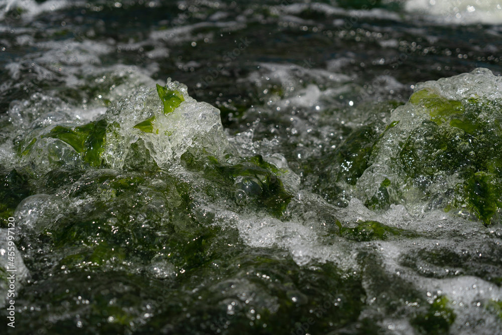Ulva algae in algae growing farms (superfood) Ulva algae in algae growing farms (superfood)