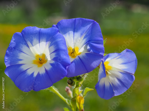 Convolvulus tricolor pentapetaloides flowers, close up. Dwarf morning-glory, funnel-shaped, tricolor blossoms: blue and white with yellow center. Colorful, flowering plant in the family Convolvulaceae photo