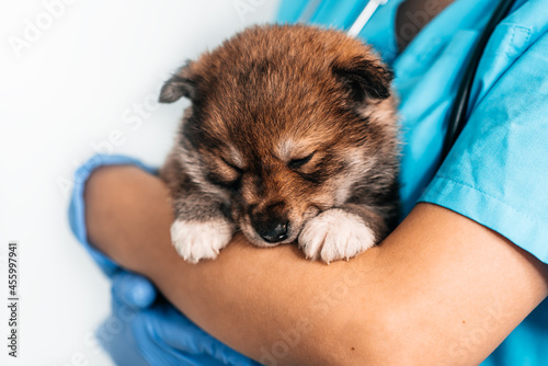 Examination of mongrel puppy at a veterinarian in a vet clinic. Examination of a pet, a funny little dog in the arms of a girl