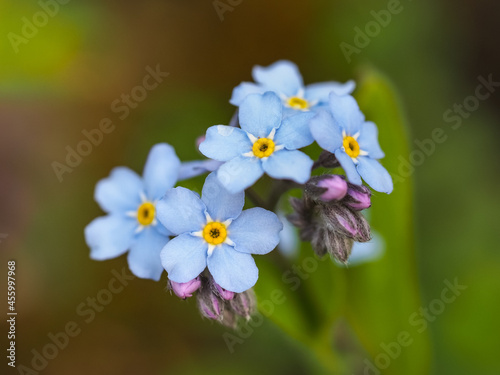 Alpine forget me not flowers, herbaceous, perennial, flowering plant in the family Boraginaceae. Blue, small blossoms in the blurred background of green grass. Myosotis alpestris or Myosotis arvensis.