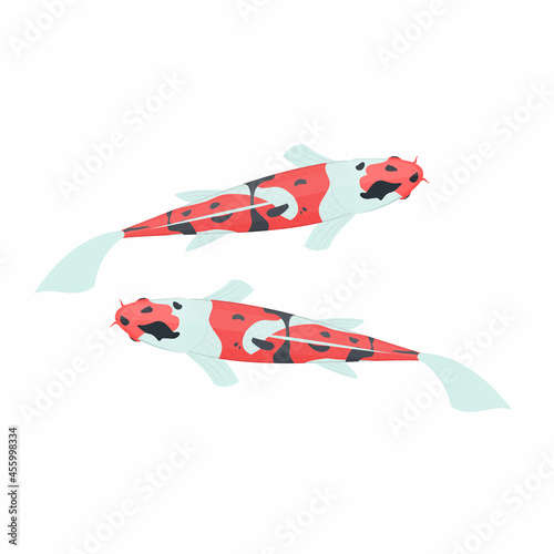 Koi carp. Beautiful fish, vector illustration