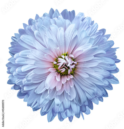 Blue  chrysanthemum flower  on white isolated background. Closeup. For design. Nature. © nadezhda F