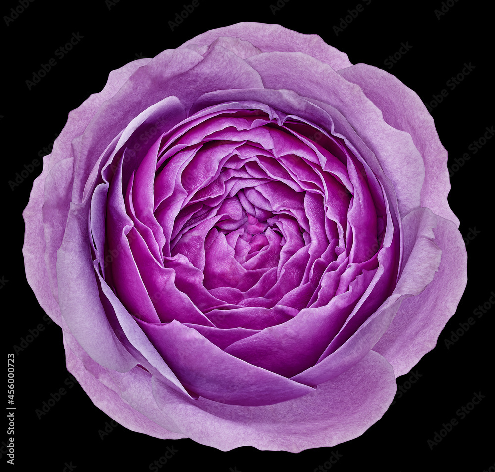 Obraz premium Purple rose flower on black isolated background with clipping path. Closeup. For design. Nature.