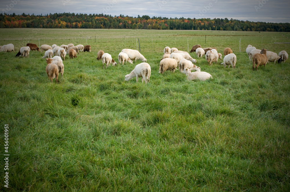 Obraz premium Herd of Sheeps Grazing in a Field during Fall Season